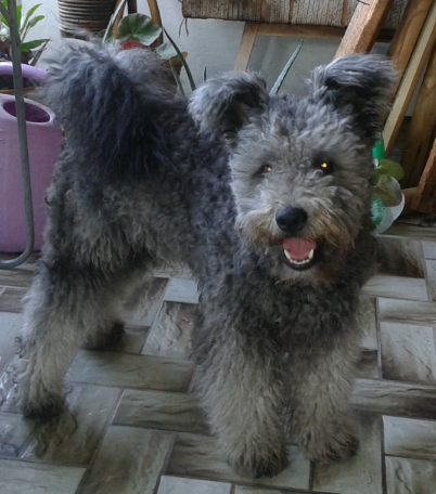 Ebugatta Érték "Fülcsi"