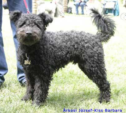 Homoki-Pusztázó Ügyes