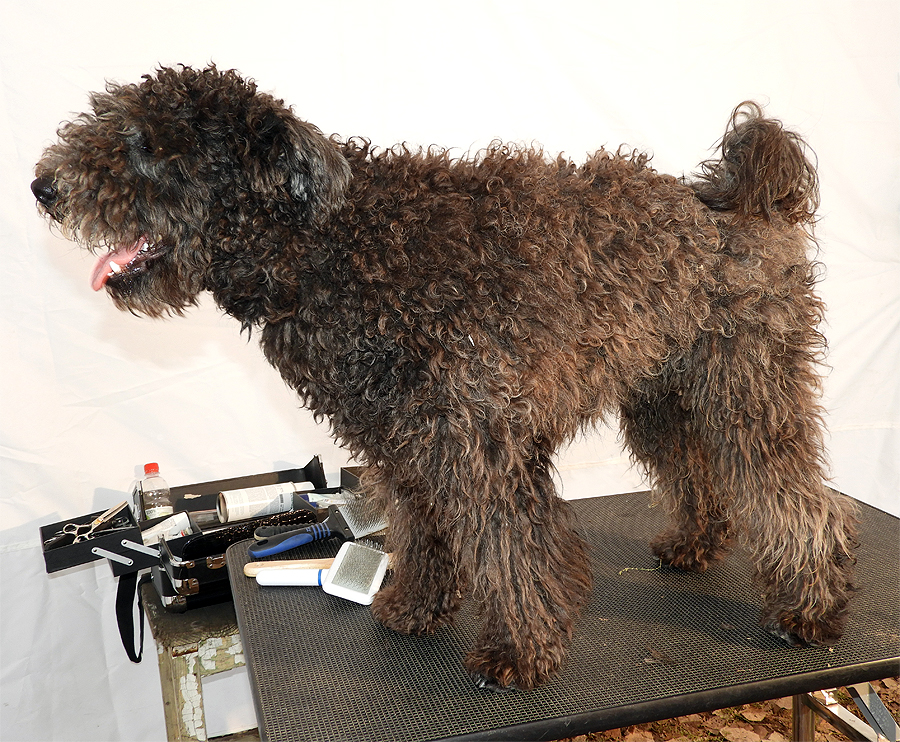 Felnőtt pumi szőrének ápolása