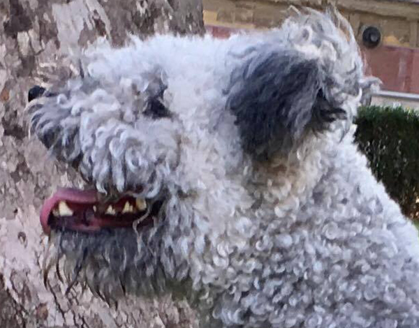 A fej szőrzetének igazítása