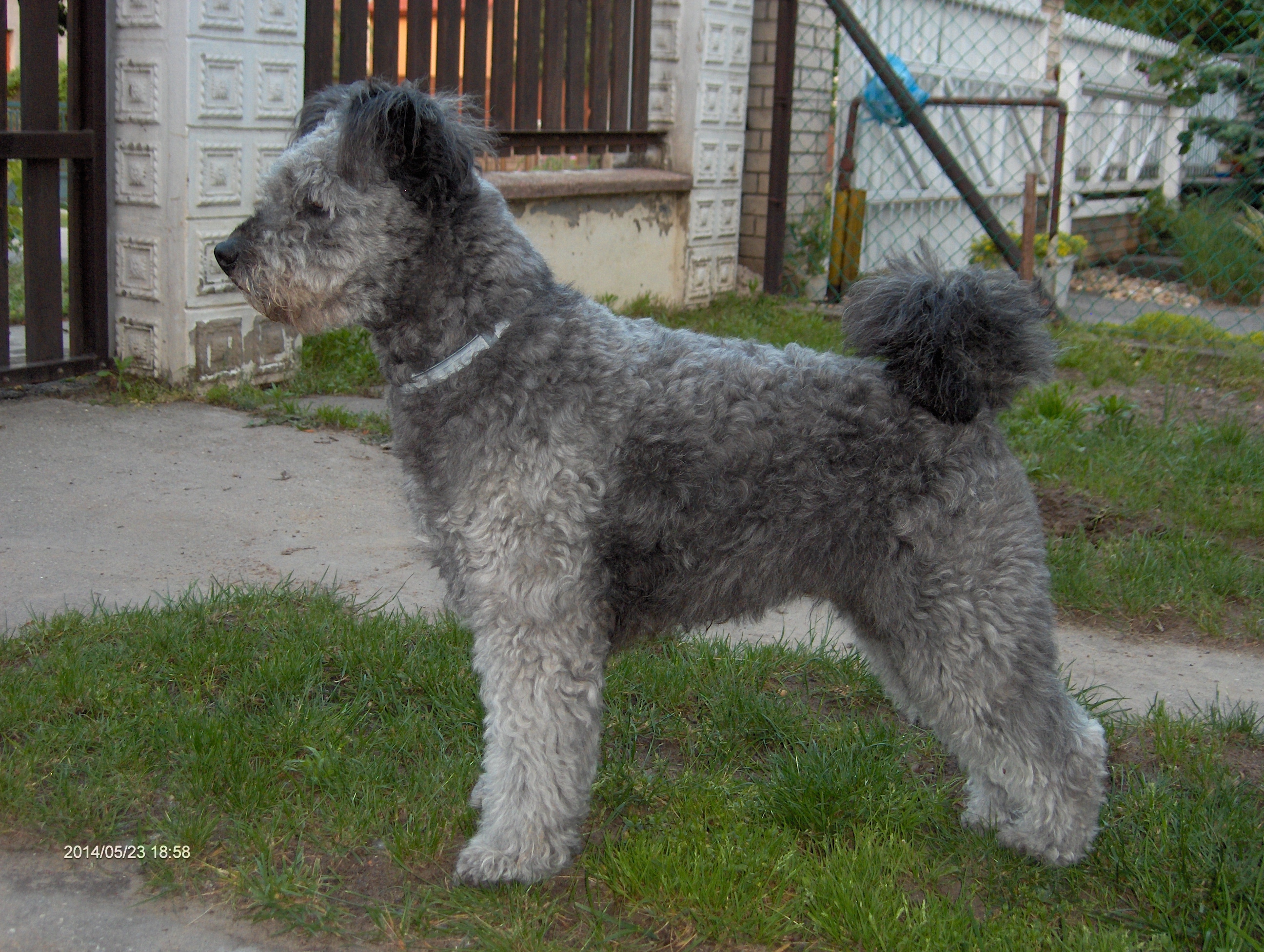 HGCH, HSCH, HCH Mesterlaki Abos