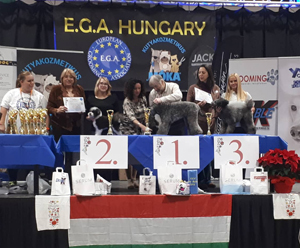 Pumi sikerek az EGA Budapest Gold Dog kozmetikus versenyen