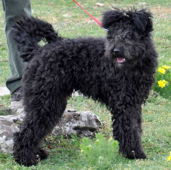 Csúnyatelepi Orkán