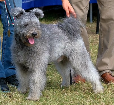 HJCH Csúnyatelepi Zuzmara