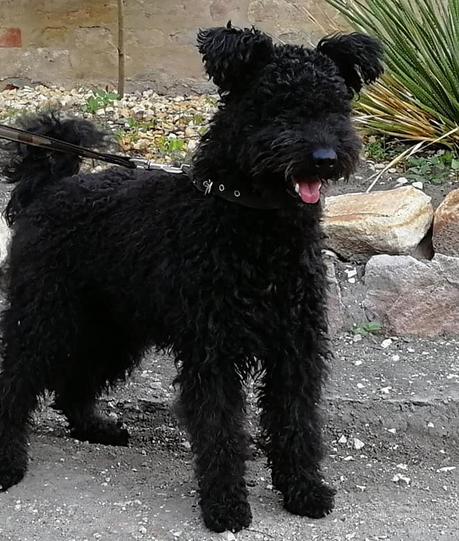 HJCH,RJCH Bojtosfülű Pajkos Agyag