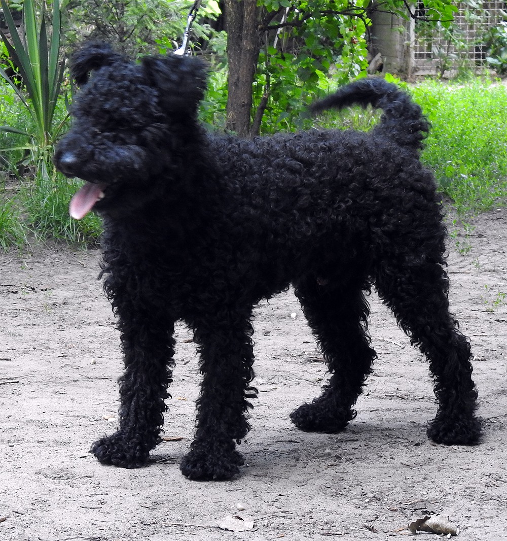 Árkosligeti Kócos Sallang