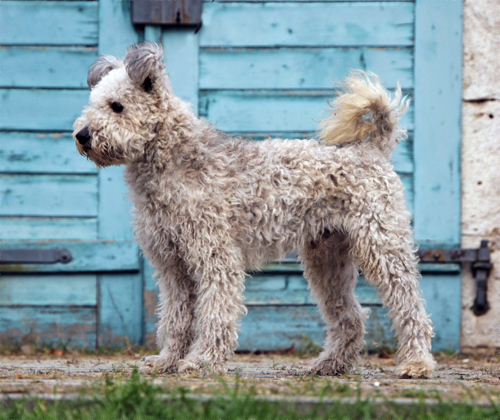 HCH,HSCH,2xHJCH,MPKJCH Árkosligeti Kócos Vihar