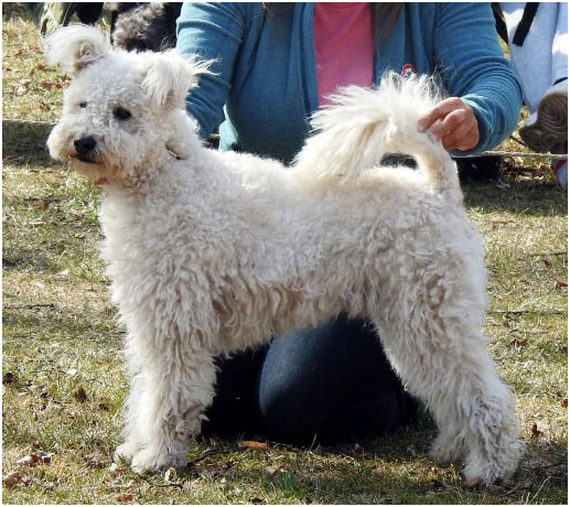 Árkosligeti Kócos Zsinór