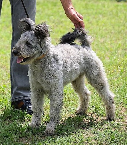 HJCH Napos Hüvelyk Matyi