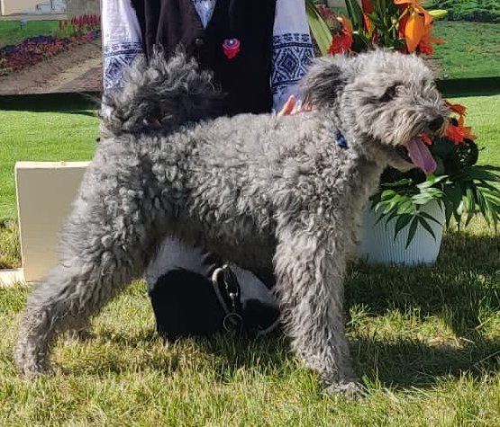 HCH,HSCH Rettenthetetlenül-Bátor Dani