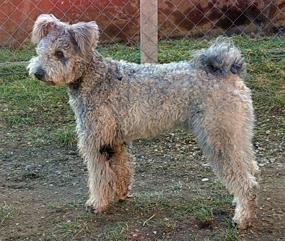 Bükki Cserfes Boróka