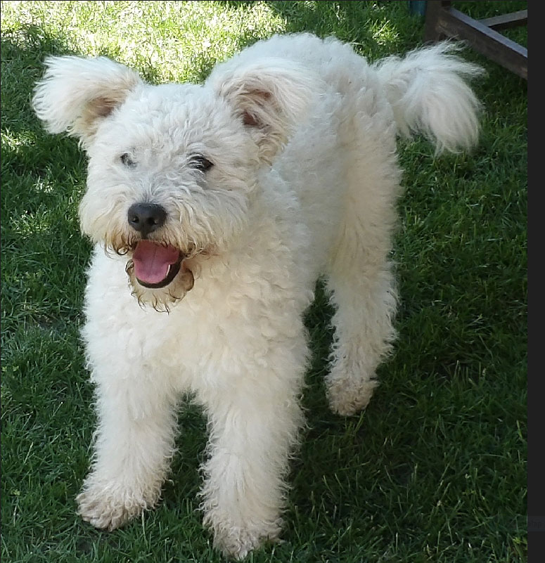 Ugri-Bugri Terelő Eszes