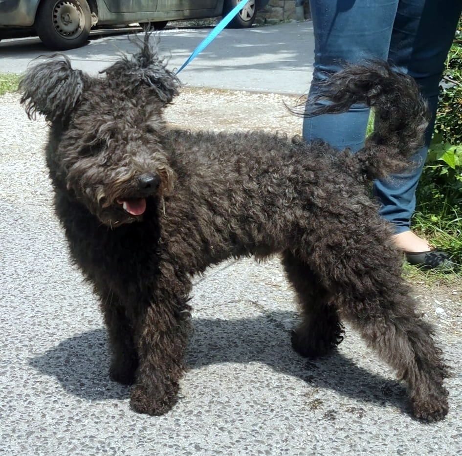 Börzsönykerti-Hűha Aranyos