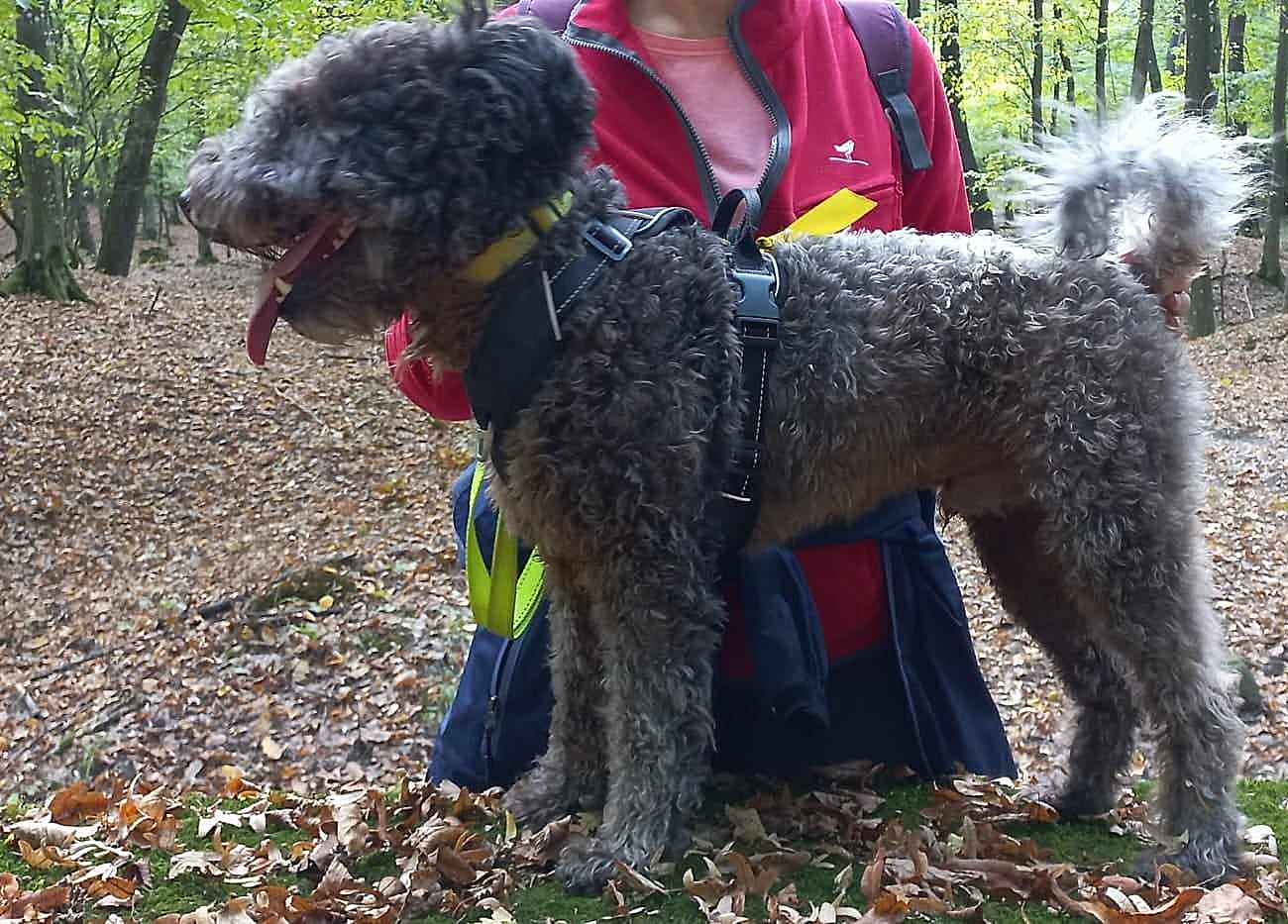 Börzsönykerti-Hűha Erdő