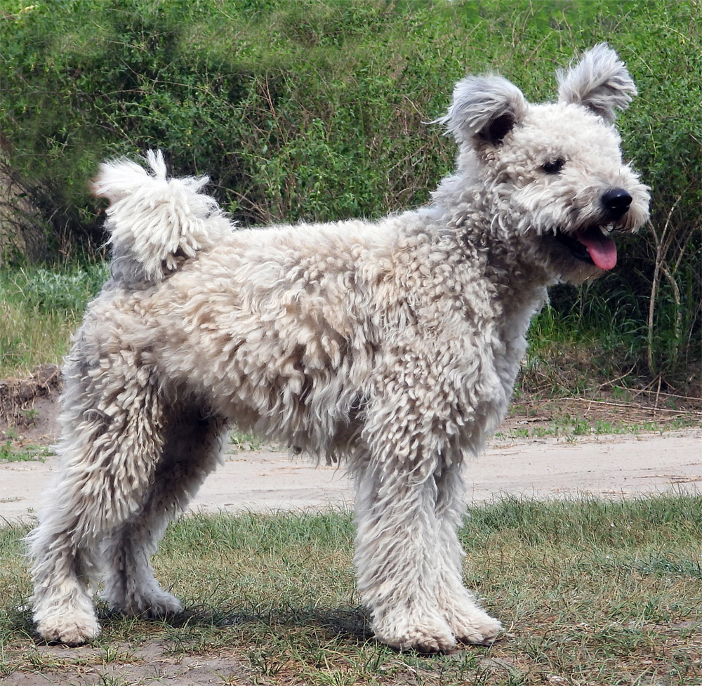 Árkosligeti Kócos Fitying